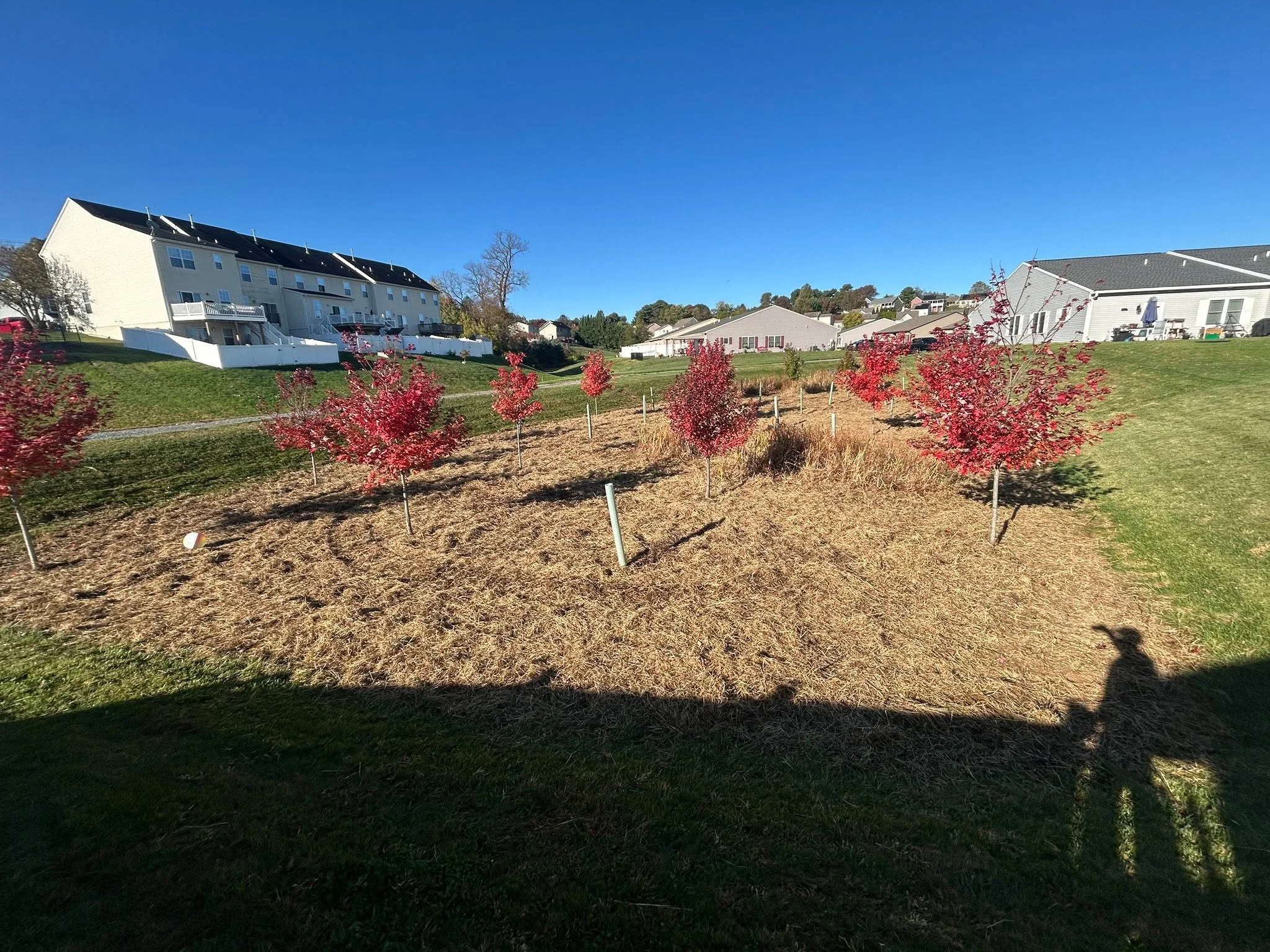 Red ornamental trees newly planted in mulched beds with stakes, residential landscape installation