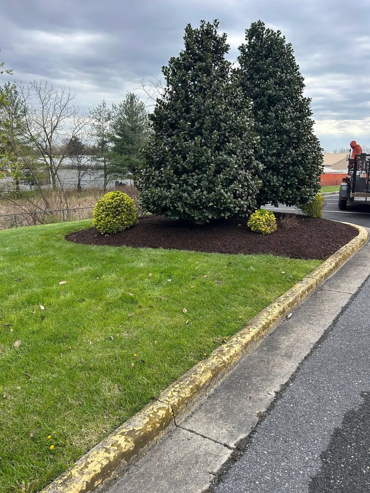 Landscape bed with tall evergreen shrub, yellow-green accent plants, and dark mulch edging