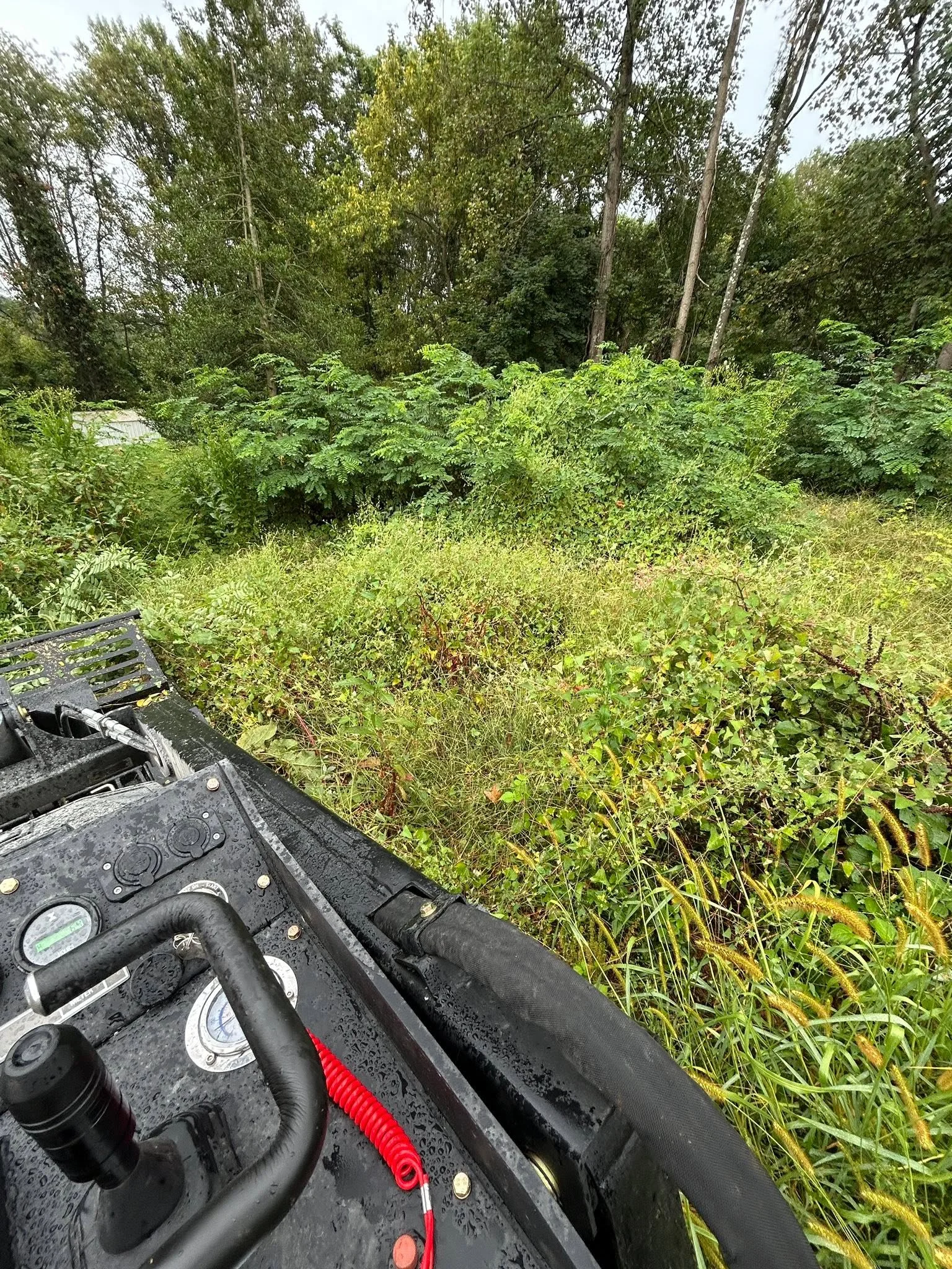 Cleared overgrown yard with dense brush and weeds removed, tall trees in background