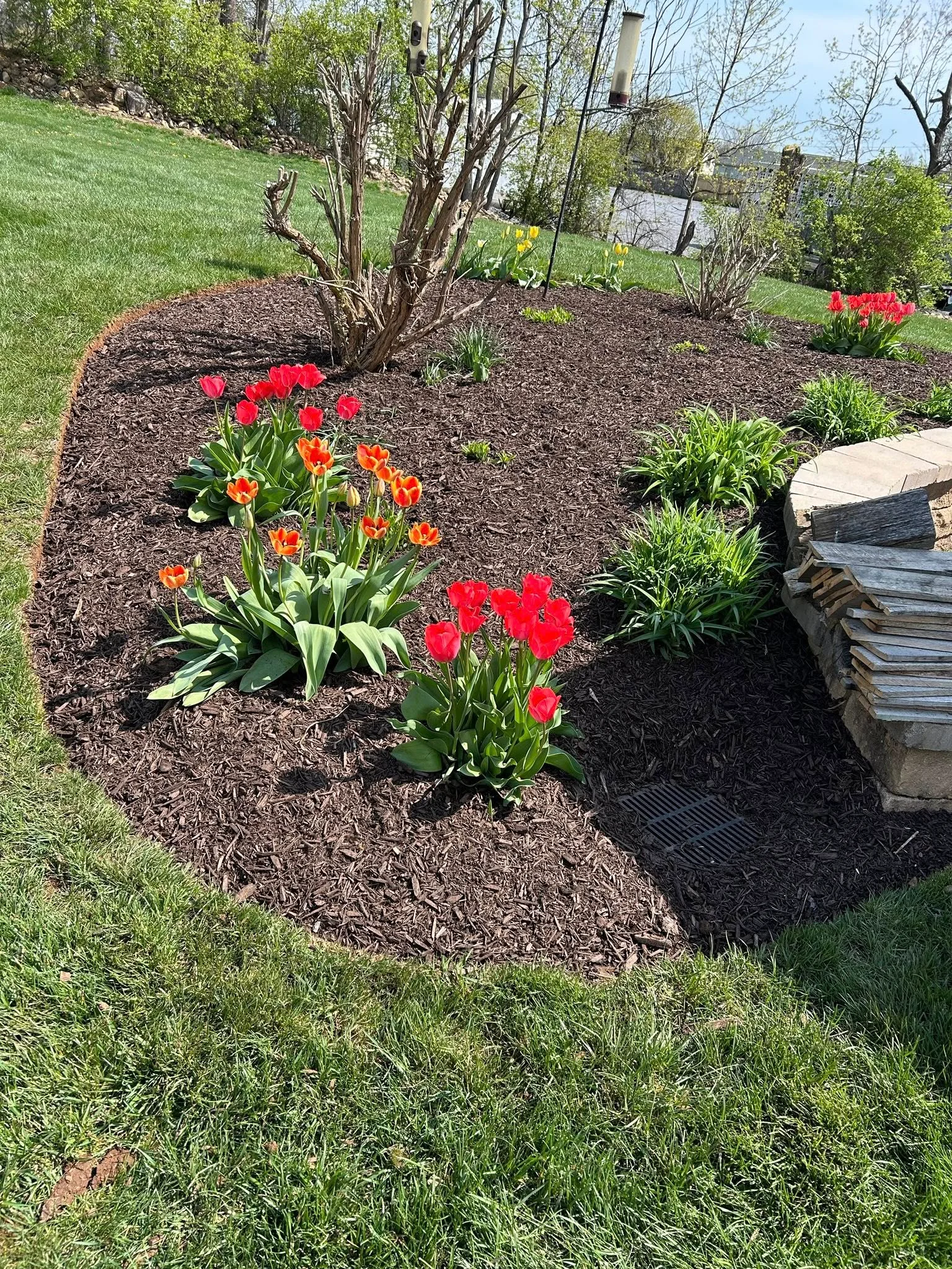 Mulched flower bed with red and orange tulips, shrubs, and timber edging