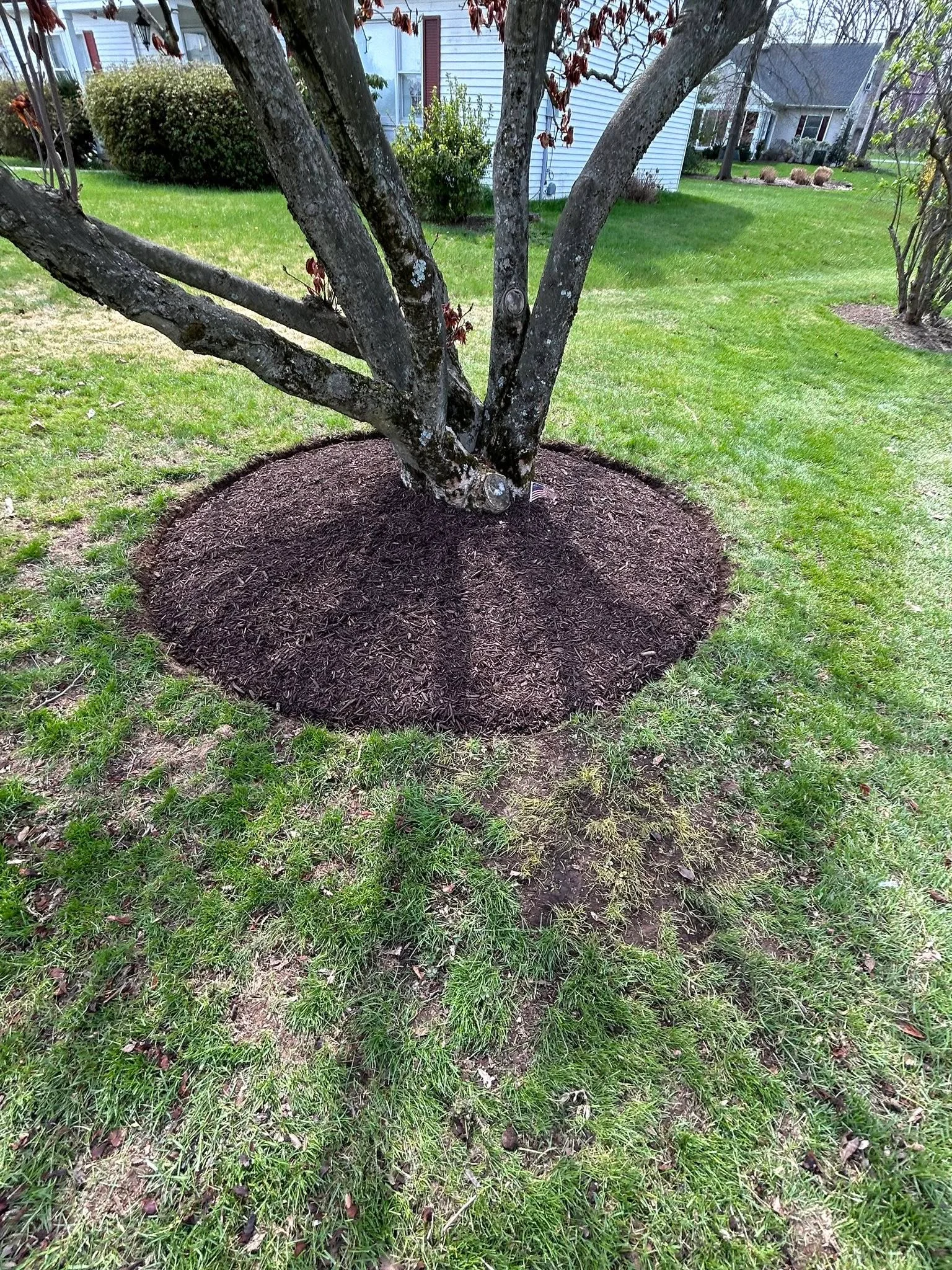 Dark mulch bed around tree base with clean edges on residential lawn