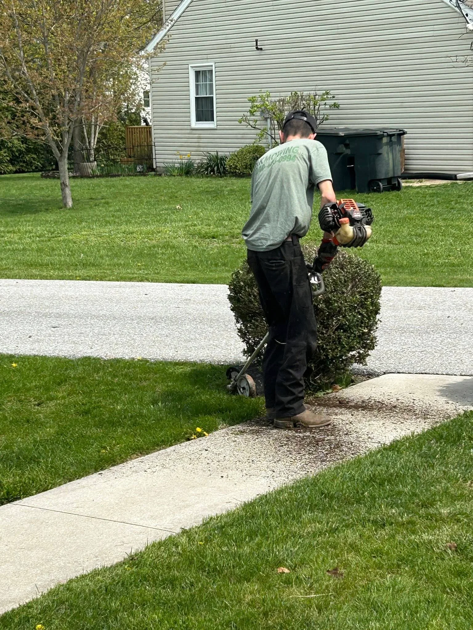 Worker trimming boxwood hedge with power trimmer along residential concrete walkway